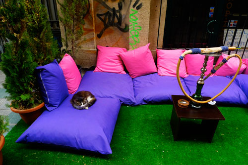 Turquia_dia1_03_gato